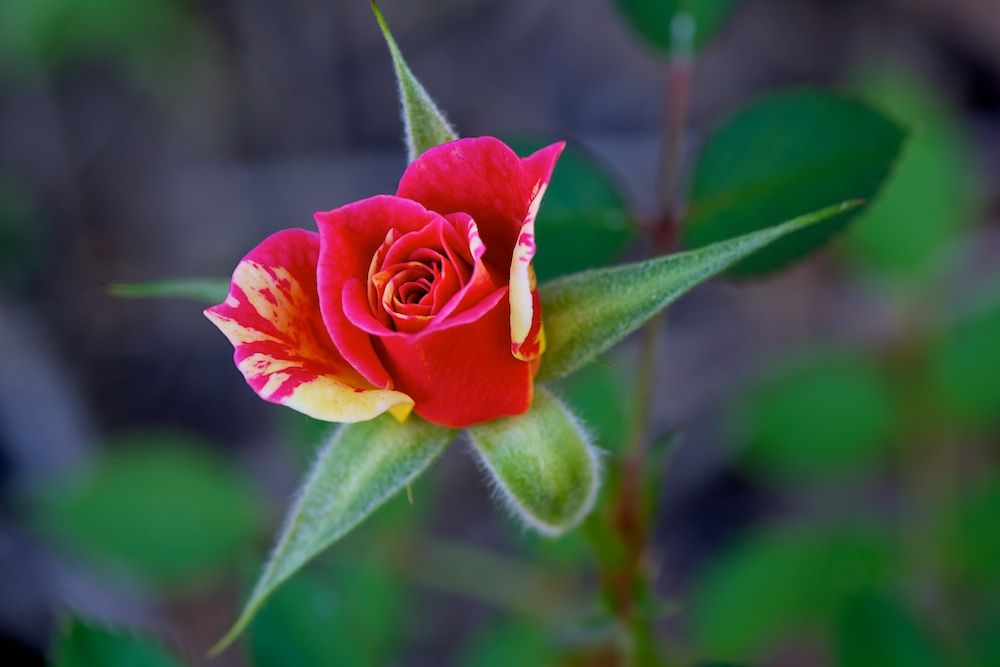 DSC_3201.jpg