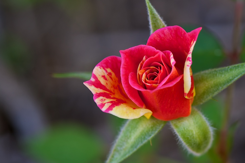 DSC_3202.jpg