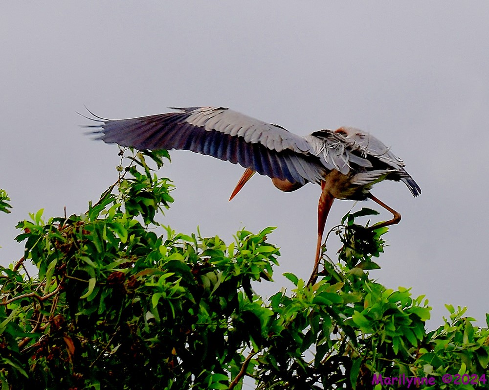 DSC_3202_001.JPG