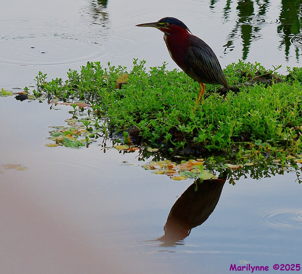DSC_3202_001.JPG