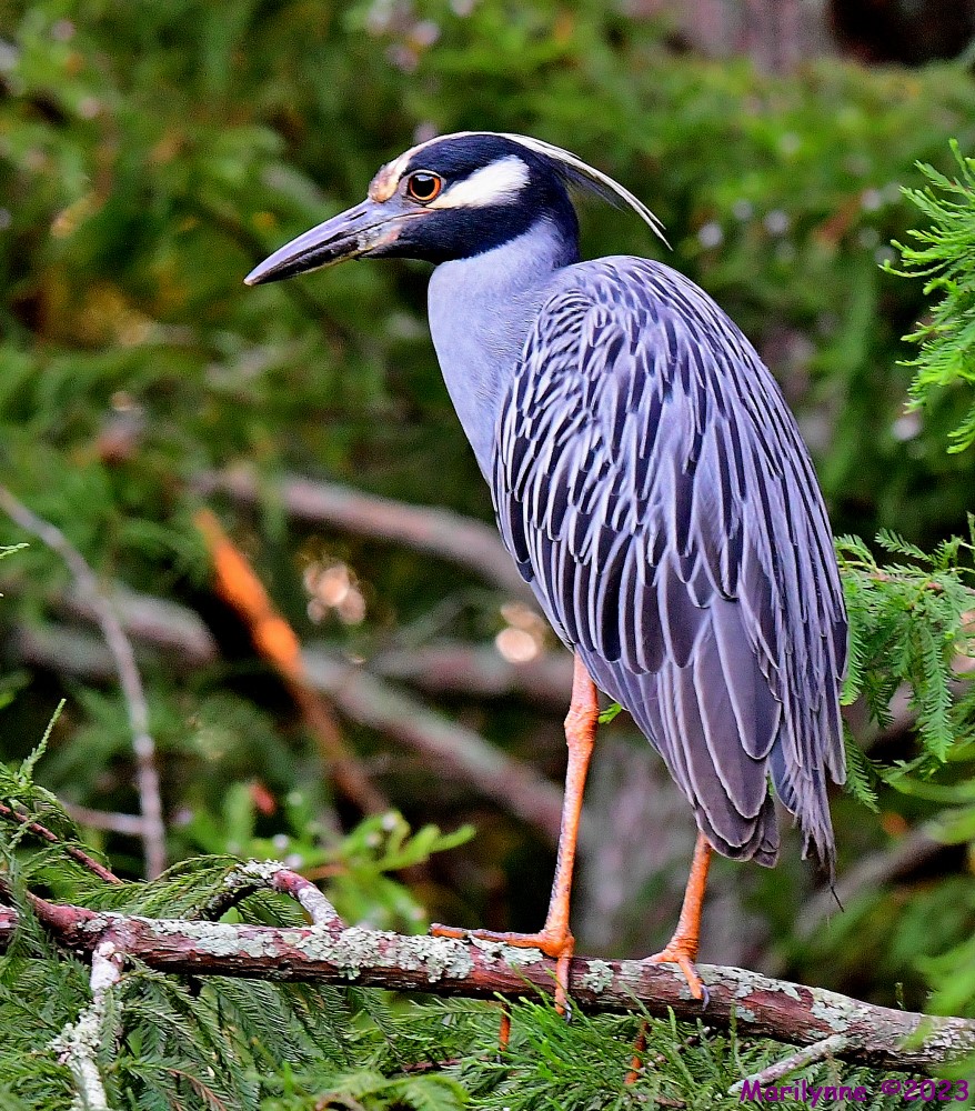 DSC_3208_001.JPG