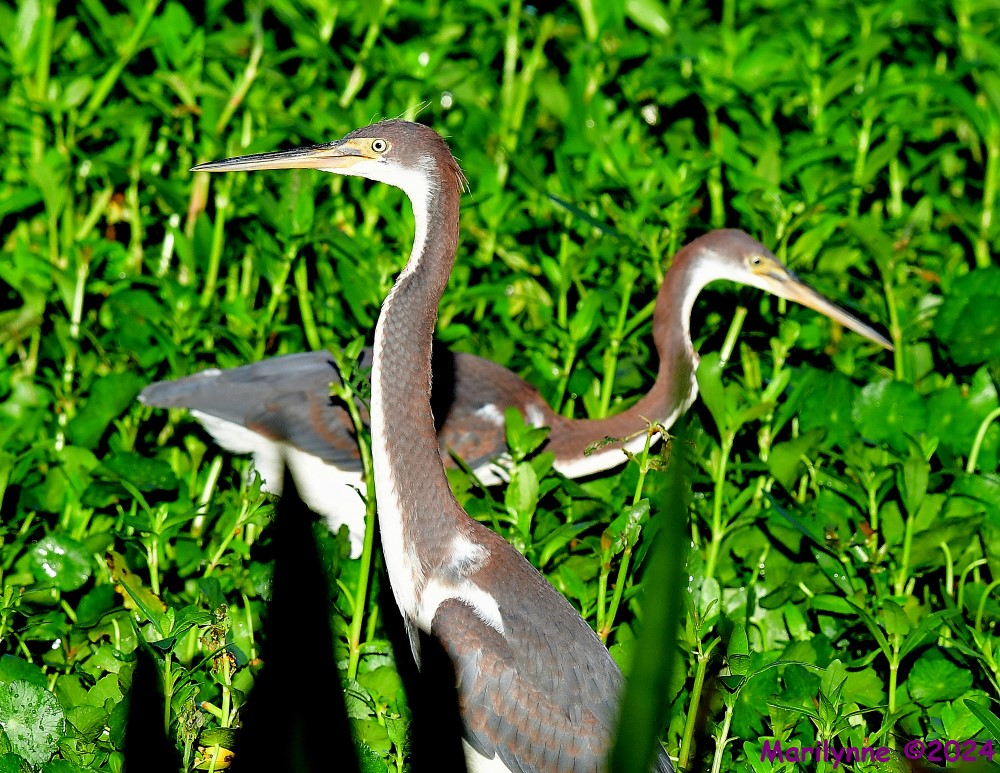 DSC_3209_001.JPG
