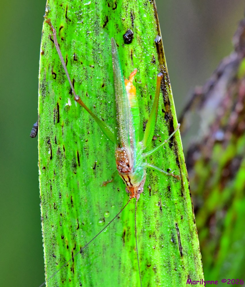 DSC_3209_001.JPG
