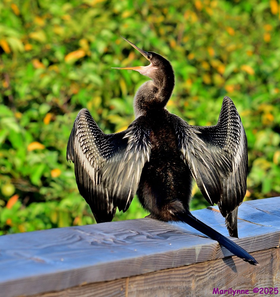 DSC_3210_stitch4_001.JPG