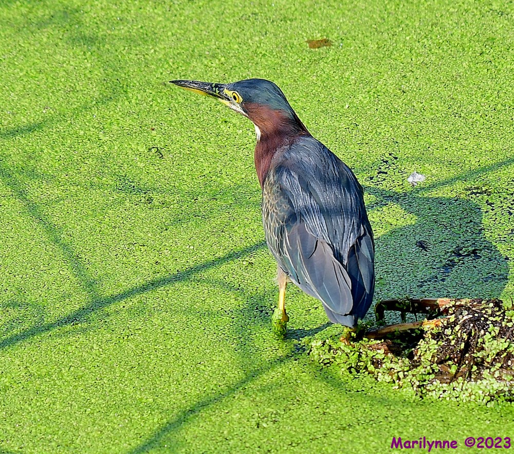 DSC_3212_001.JPG