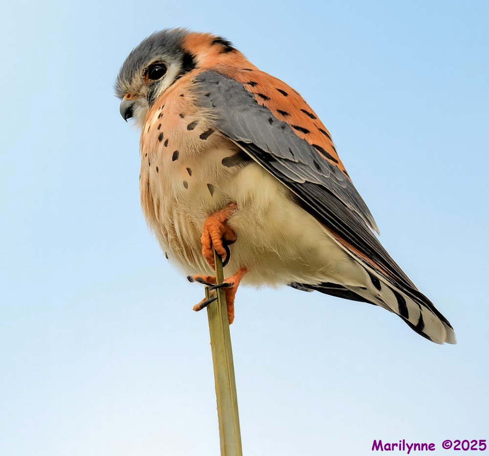 DSC_3213 copy_001.JPG