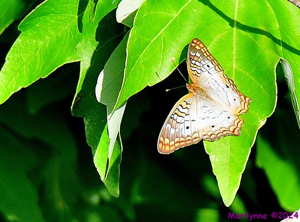DSC_3213_001.JPG