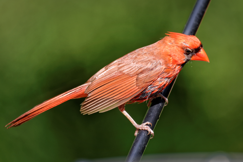 DSC_3214_DxO.jpg