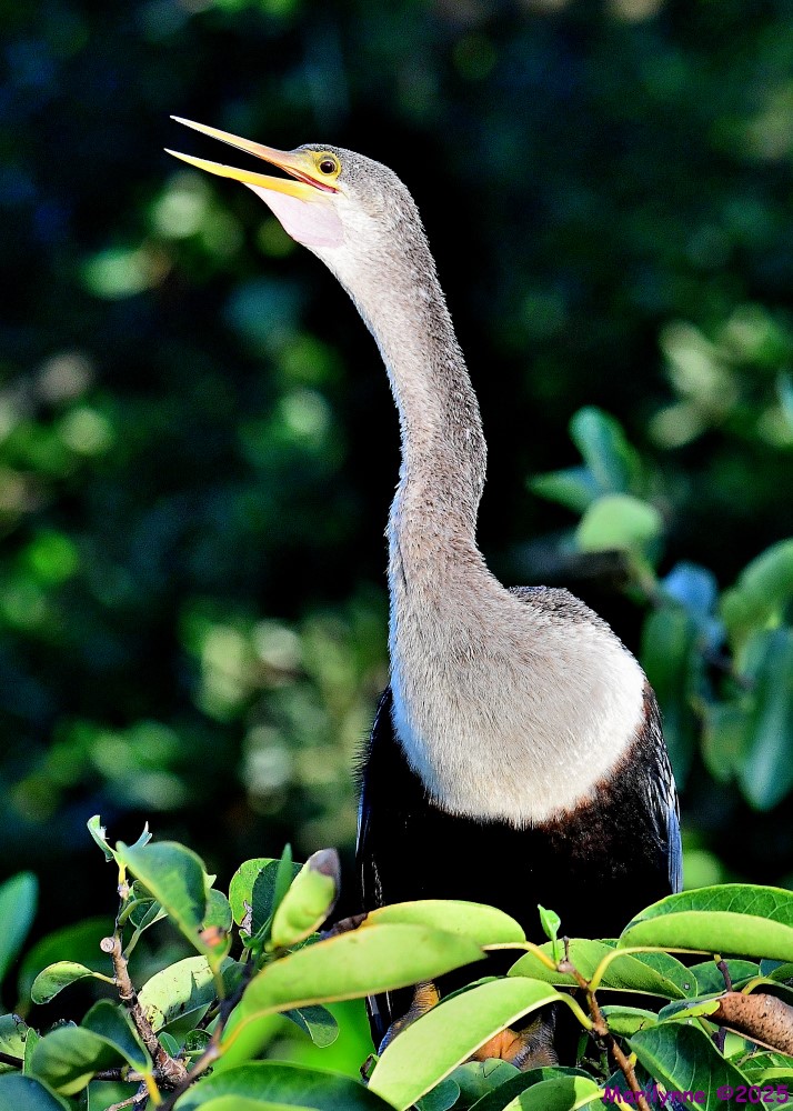 DSC_3215_001.JPG