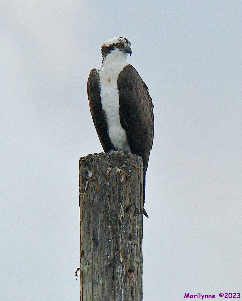 DSC_3216_001.JPG