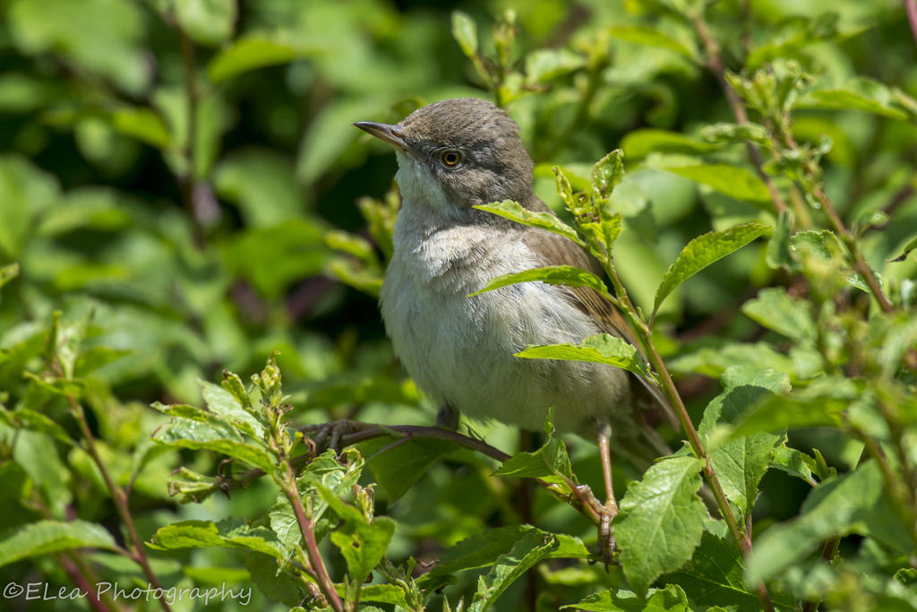 DSC_3217.jpg