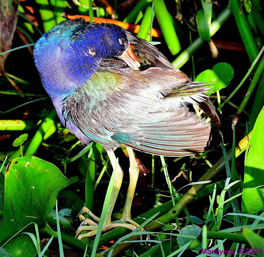 DSC_3217_001.JPG