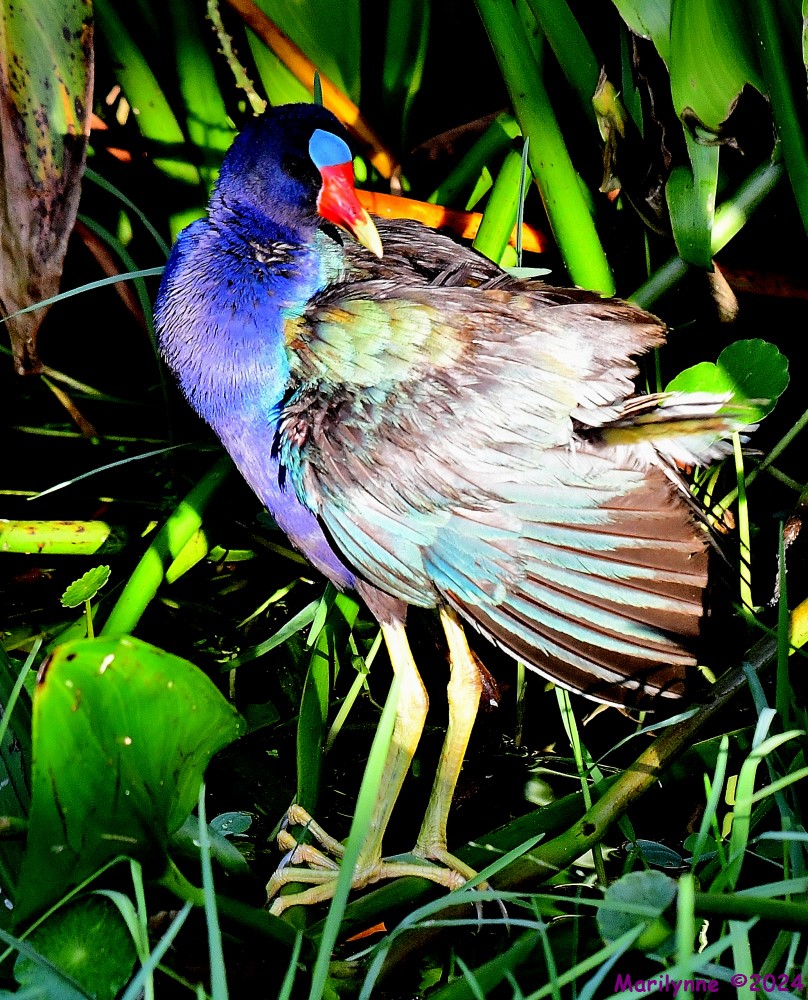 DSC_3219_001.JPG
