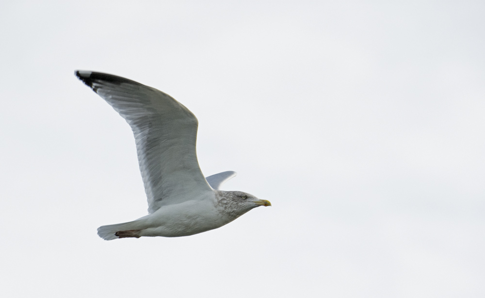 DSC_3220.jpg