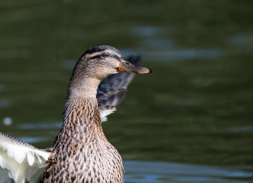 DSC_3220.jpg