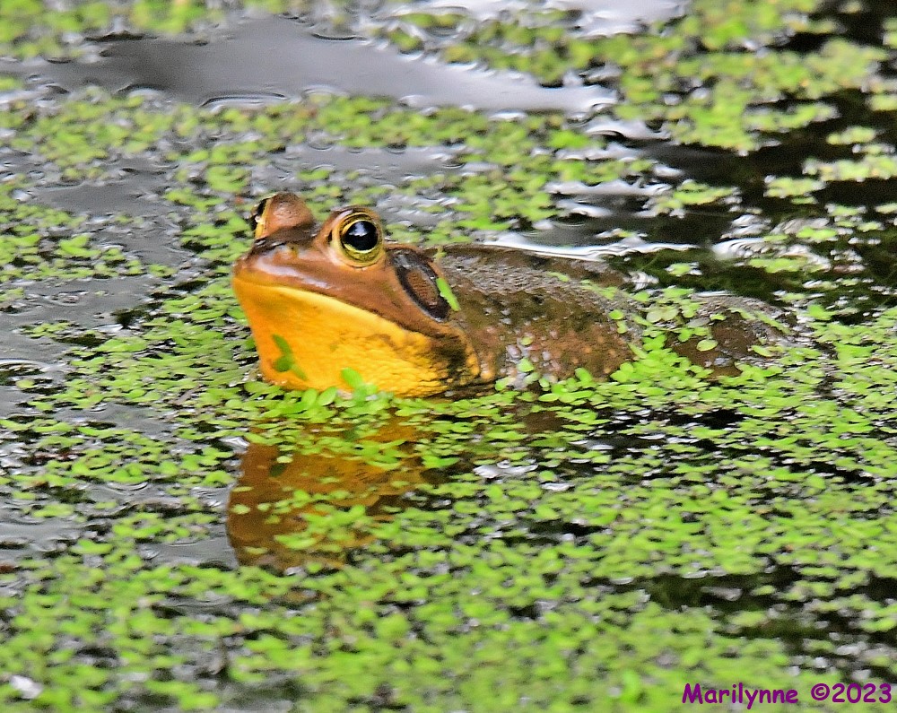 DSC_3220_001.JPG