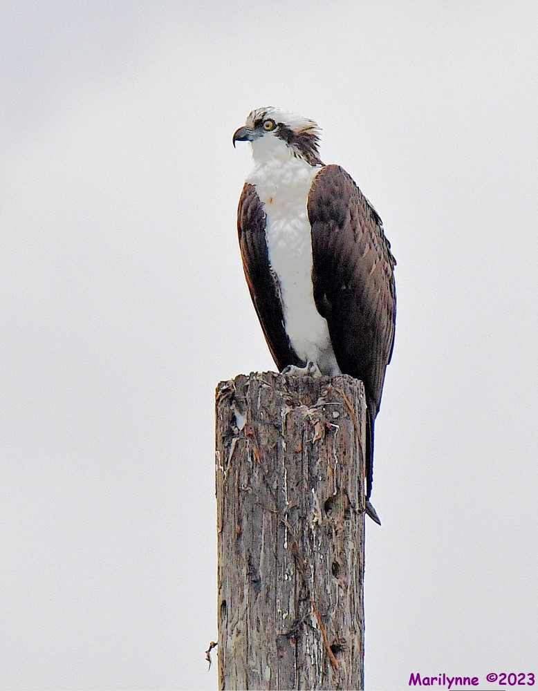 DSC_3220_001.JPG