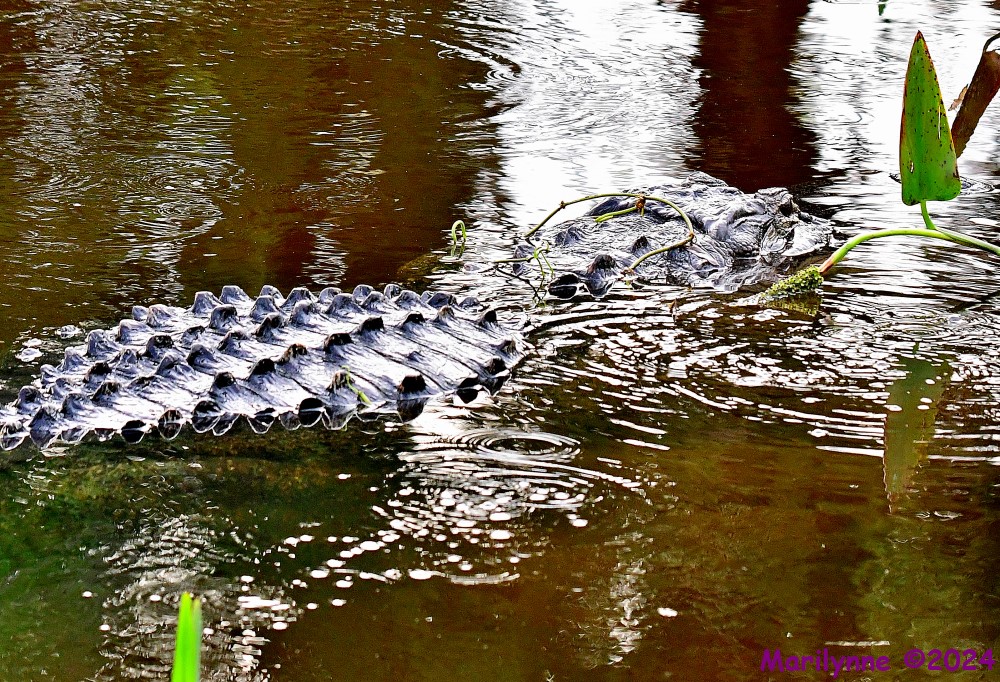 DSC_3220_001.JPG