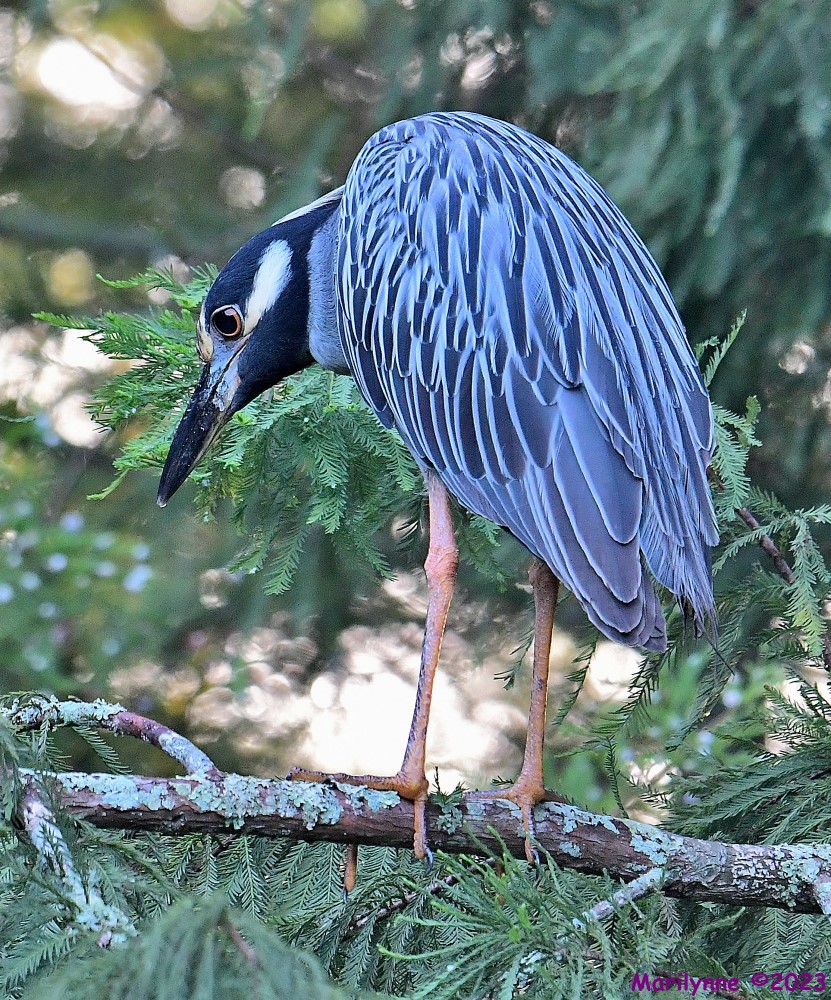 DSC_3222_001.JPG