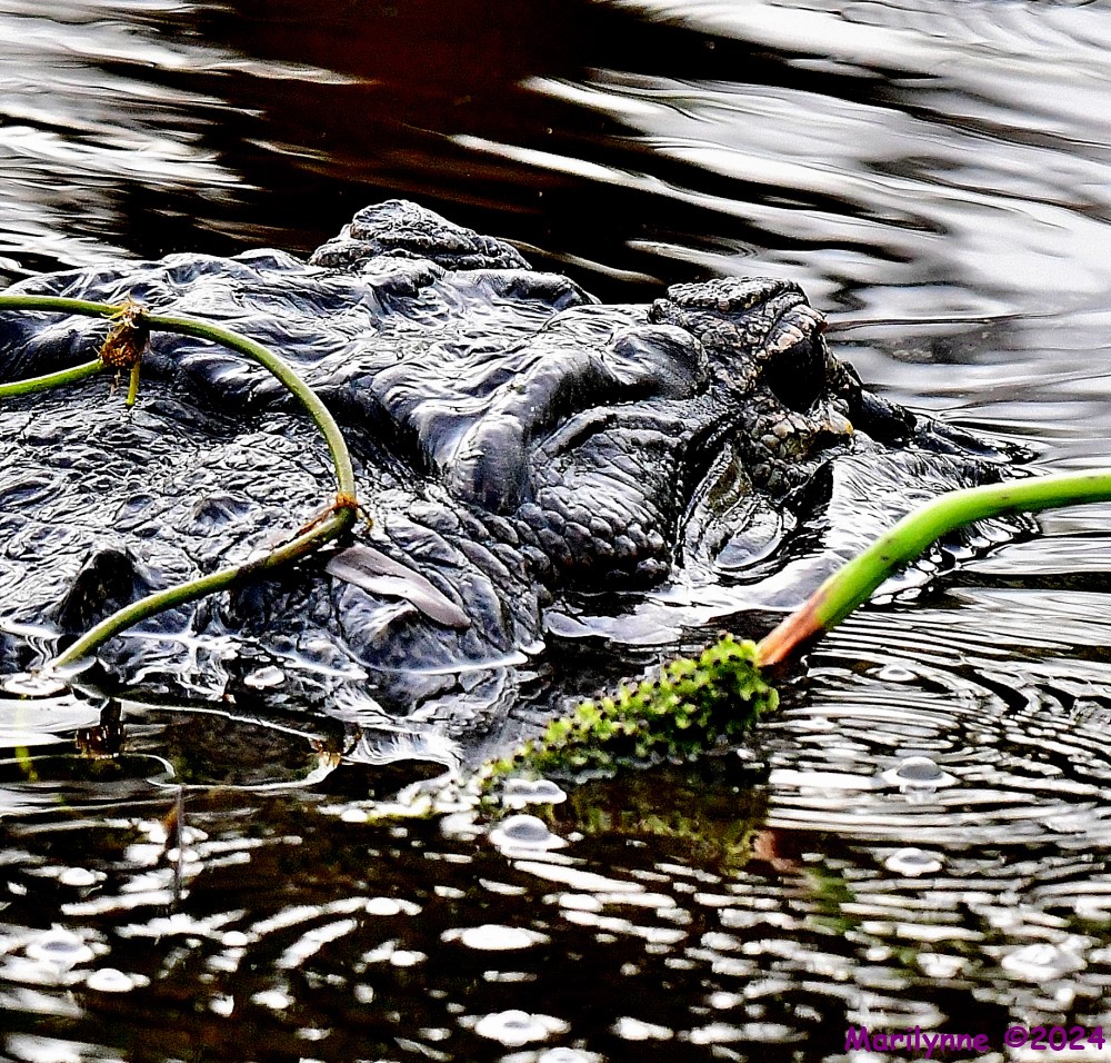DSC_3222_001.JPG