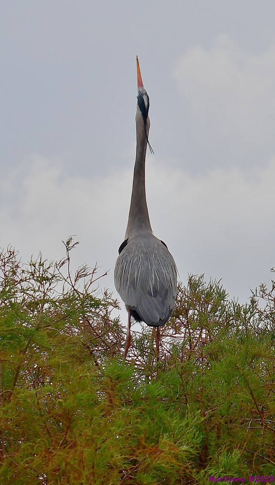 DSC_3225_001.JPG