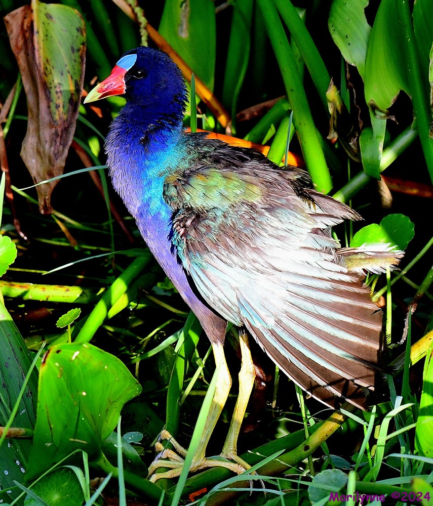 DSC_3225_001.JPG