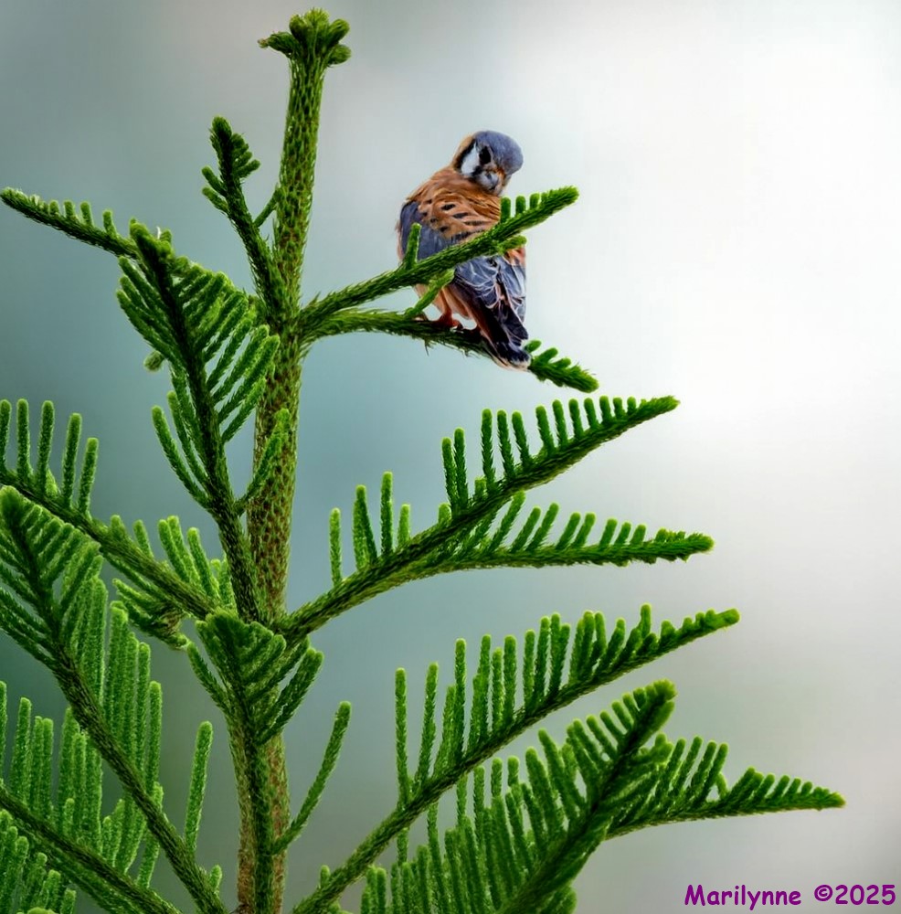 DSC_3226 copy_001.JPG