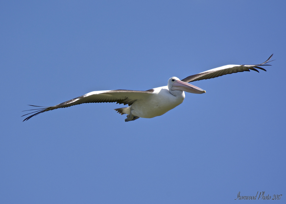 DSC_3226.jpg