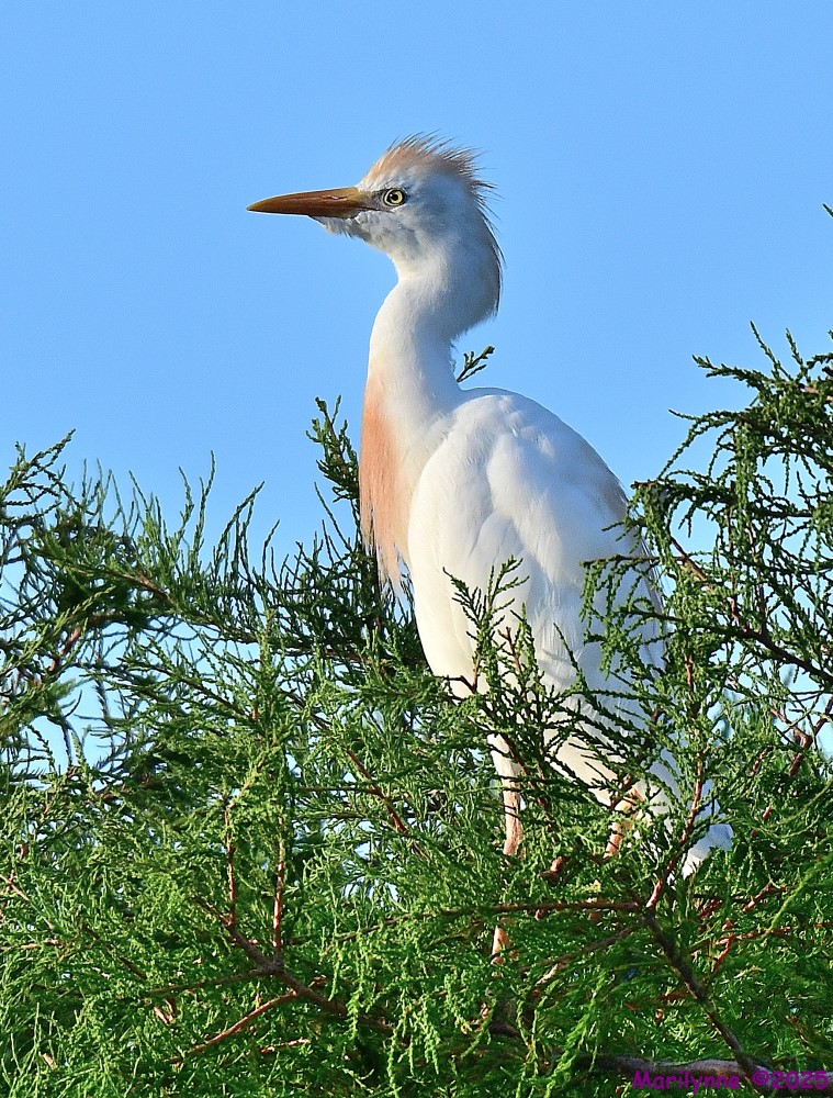 DSC_3226_001.JPG