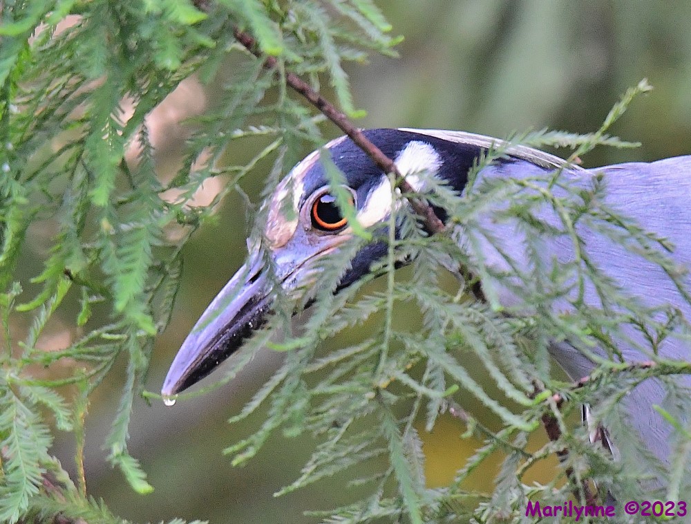 DSC_3227_001.JPG