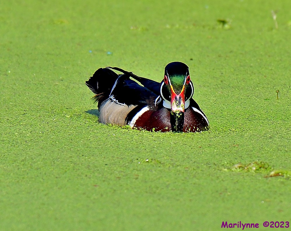 DSC_3229_001.JPG