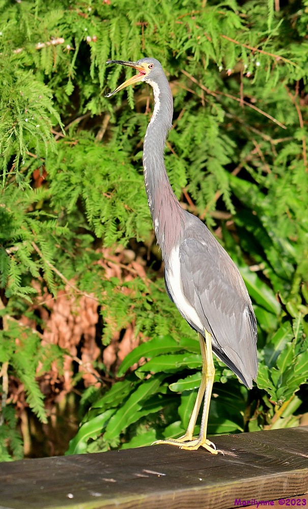 DSC_3229_001.JPG