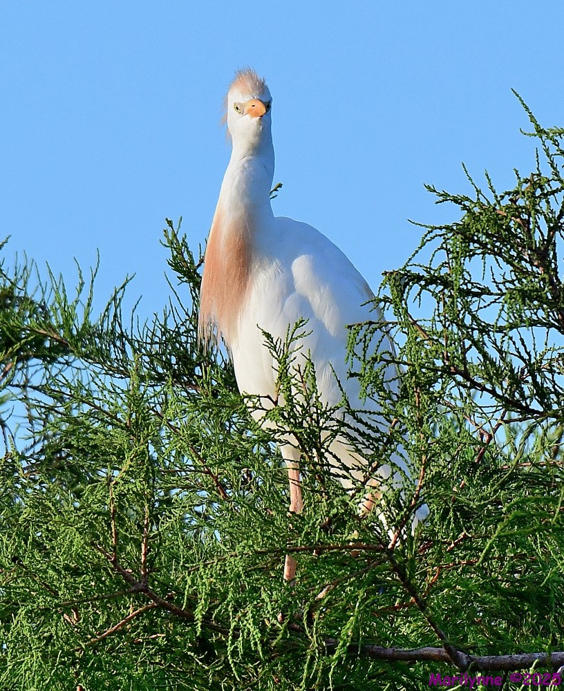 DSC_3229_001.JPG