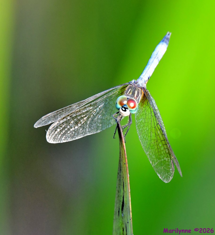 DSC_3229_001.JPG