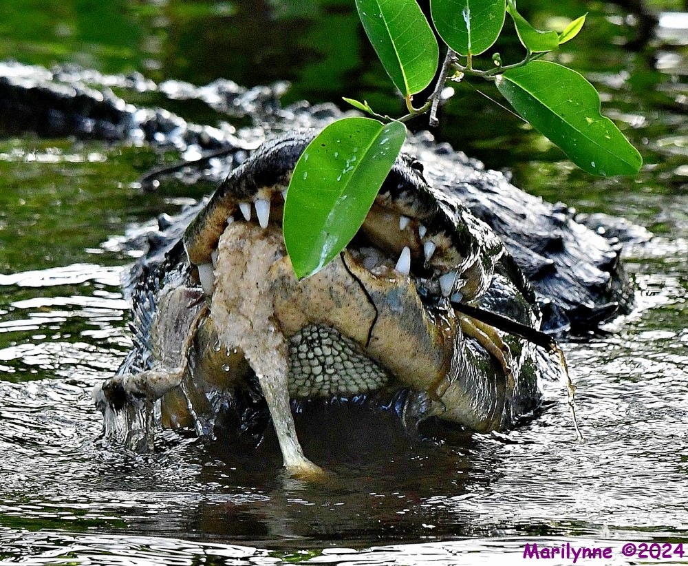 DSC_3230_001.JPG