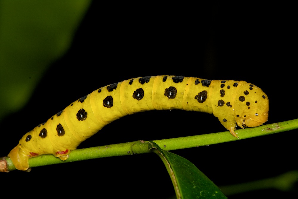 DSC_3231.jpg