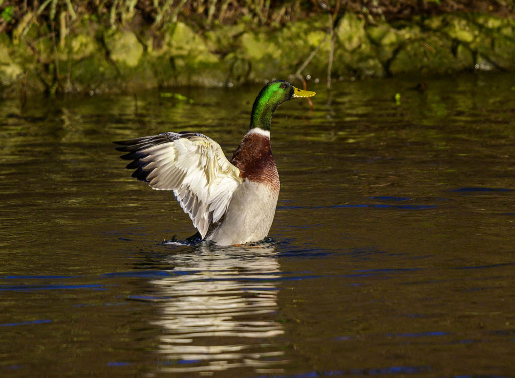DSC_3232.jpg