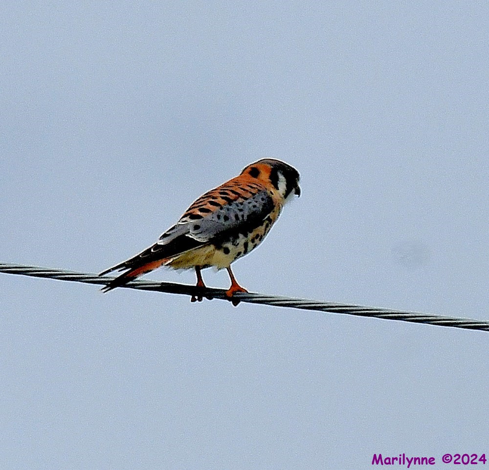 DSC_3232_001.JPG