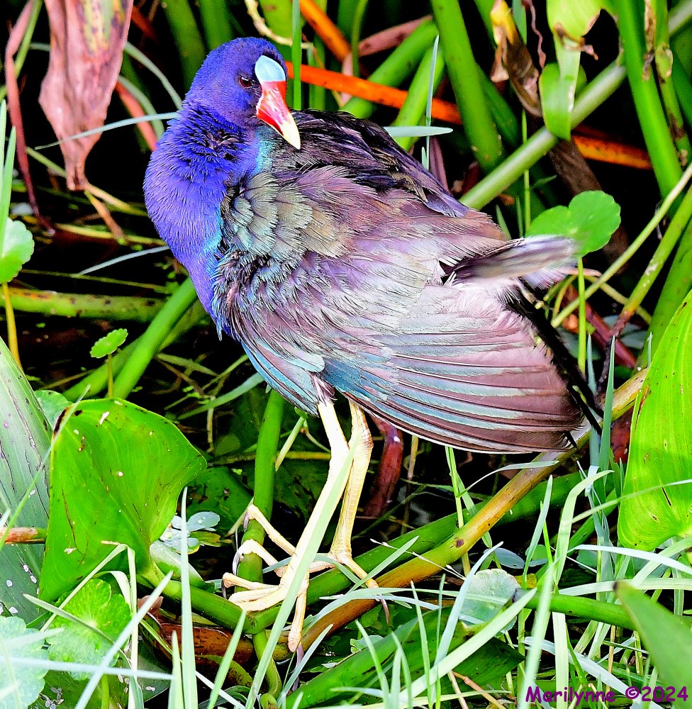 DSC_3233_001.JPG
