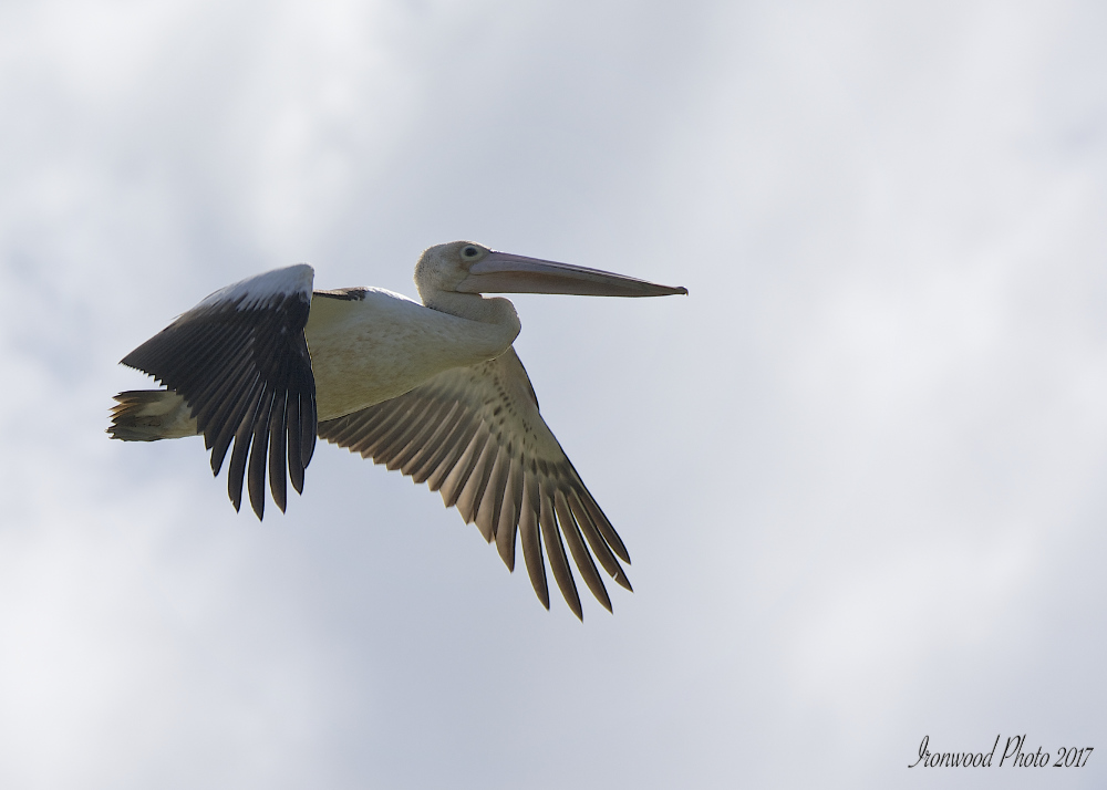 DSC_3235.jpg