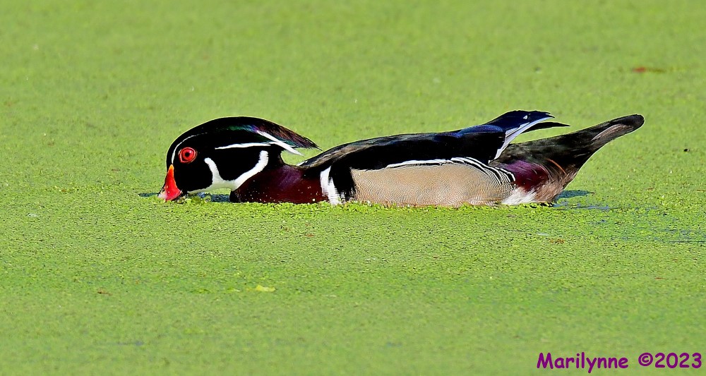 DSC_3235_001.JPG