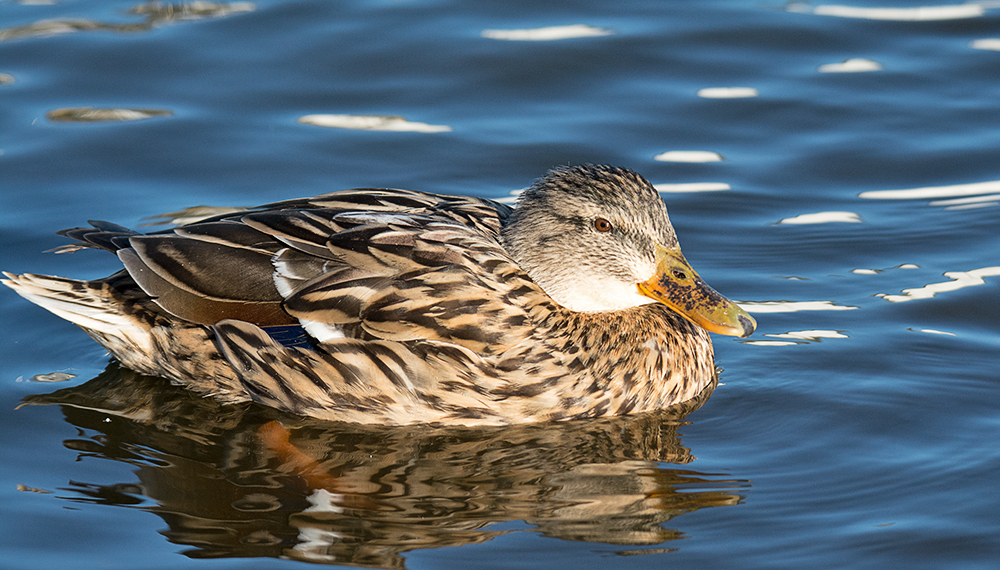 DSC_3236.jpg