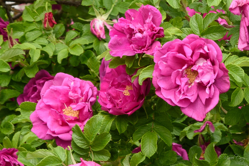 DSC_3236.jpg