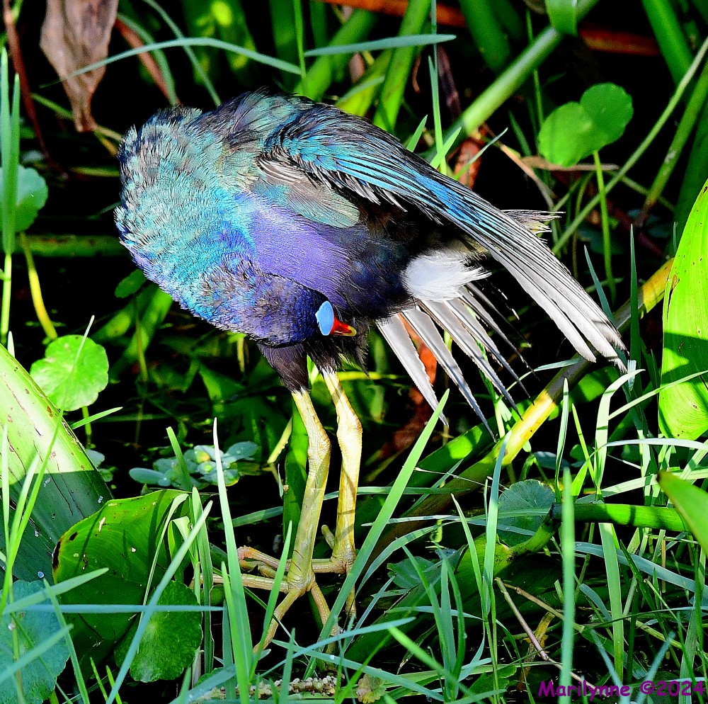 DSC_3236_001.JPG