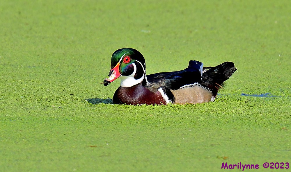 DSC_3237_001.JPG