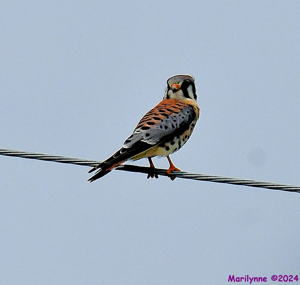 DSC_3237_001.JPG