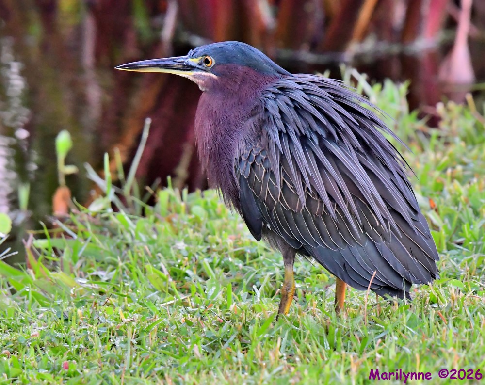 DSC_3237_001.JPG