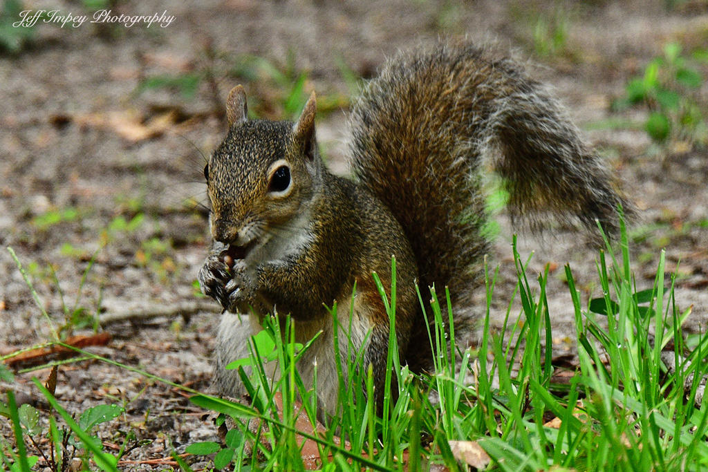 DSC_3238.jpg
