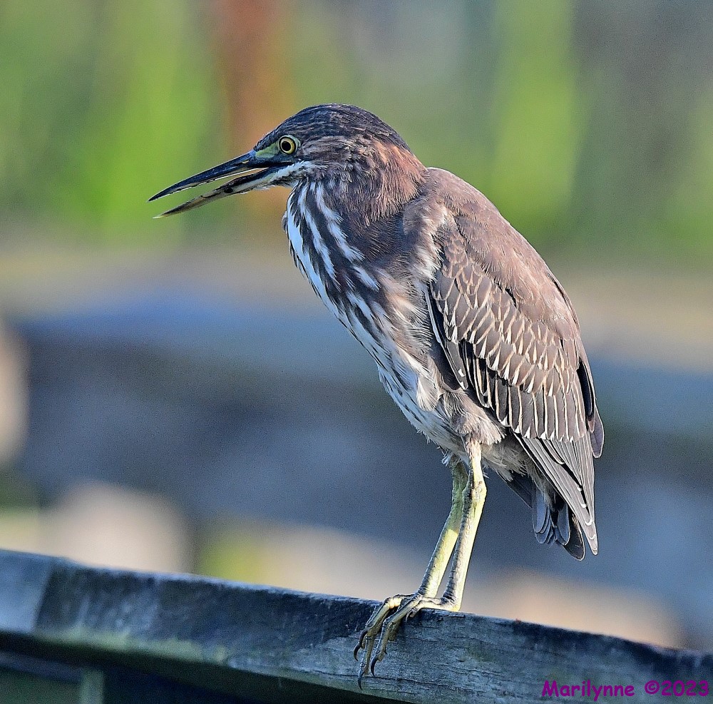 DSC_3238_001.JPG