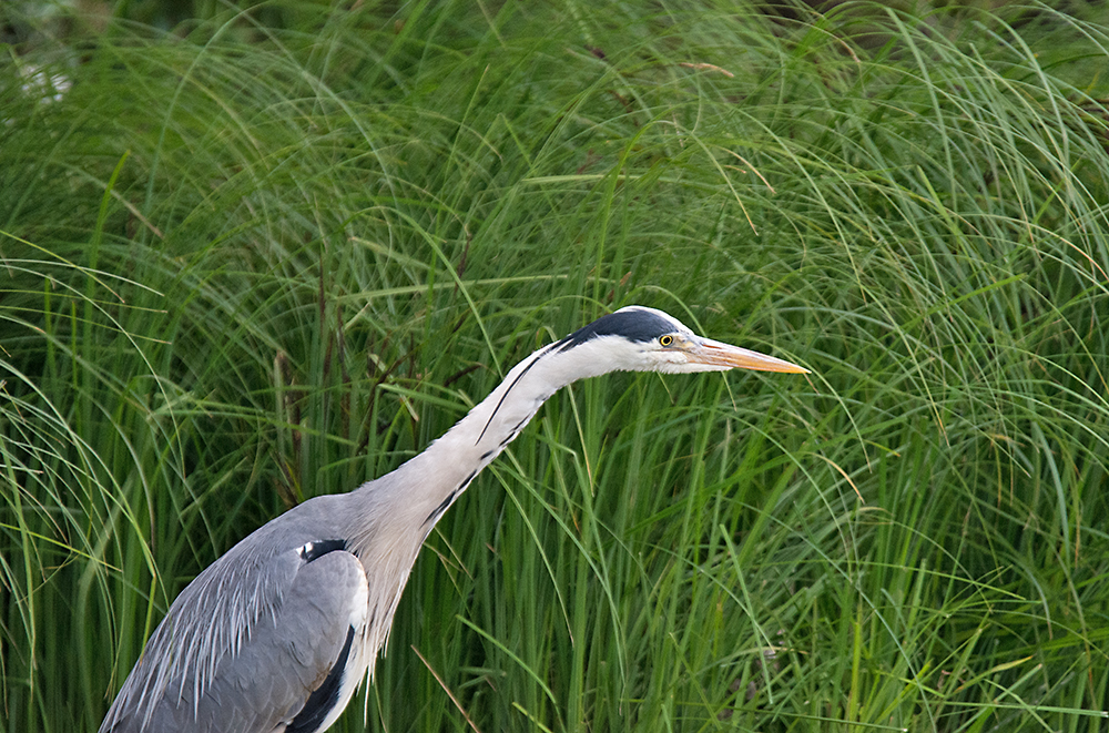 DSC_3239.jpg
